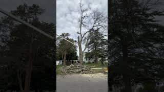 Tree removal Hampton va [upl. by Holladay]