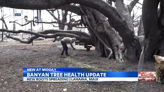 Lahainas iconic banyan tree showing signs of life 3 weeks after devastating fire [upl. by Nnayar978]