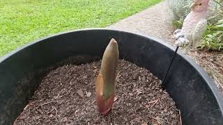 Emerging Amorphophallus bulbifer flower [upl. by Kwasi]