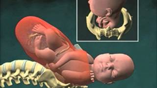 Cervical Effacement 3D Animation [upl. by Haden]