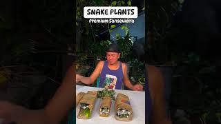 Premium Sansevieria Snake Plants Unboxing ♥️ uermiesonajo shorts fyp [upl. by Chico167]