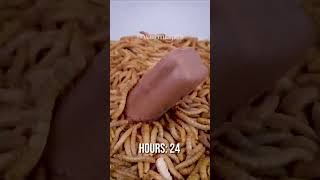 I Fed MEALWORMS a Mars Bar and the Results Are CRAZY shorts Viral fyp [upl. by Adliw]