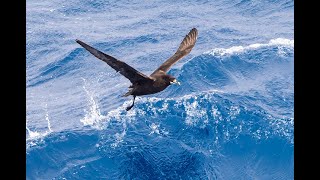 Petrels in flight on the Flock to Marion 2022 Mouse free Marion Southern Ocean Marion Island [upl. by Xer562]