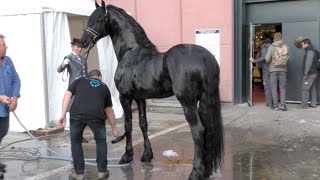 Salon du cheval de Paris 2015  Quelques instants avec TIDE entier frison ster [upl. by Jacey]