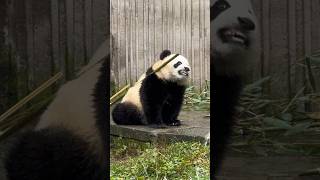 Look at it and laugh again 😂 panda cute funny shorts shortsvideo cutepanda [upl. by Luann]