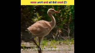 How Do Storks Protect Their Baby [upl. by Benjy]