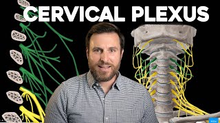 The Cervical Plexus Explained  Corporis [upl. by Etteluap]