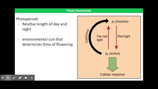 Phytochromes [upl. by Garrott816]