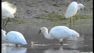 Blackfaced Spoonbill in Hong Kong [upl. by Atsillak]