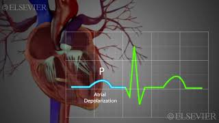 Normal Sinus Rhythm [upl. by Kessiah]