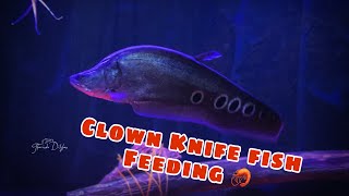 Clown Knife Fish Feeding [upl. by Greenleaf548]