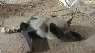 Western Pipistrelle Bat on Front Porch [upl. by Gibson376]