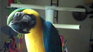 Macaw Talking And Counting [upl. by Ocicnarf]