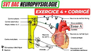 SVTBac Neurophysiologie Régulation nerveuse de la pression artérielle  Exercice 4  Corrigé [upl. by Nahama]