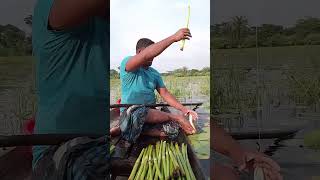 টক্কি মাছ কলিজারপাখি trending fish [upl. by Aivek]