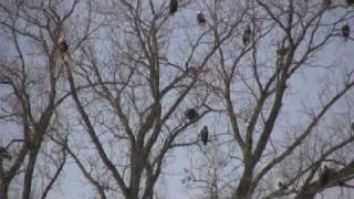 100 Bald Eagles [upl. by Dorothy]