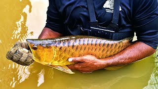 SECRET ASIAN AROWANA BREEDING FARM IN SINGAPORE Complete Arowana Harvesting Documentary [upl. by Nanek]