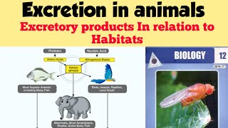 Excretion in animals  Excretory products in relation to habitats  Chap 15 Lec 5 [upl. by Duval914]