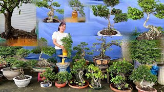 Nhung bonsai 127 0334270232 có rất nhiều loại Cây Cảnh Hoa Kiểng Cây Ăn Trái đủ kích cở [upl. by Reese]