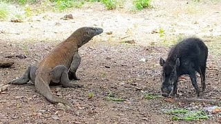 KOMODO DRAGON TARGET😱POOR WILD BOAR🔥 [upl. by Annoyi445]