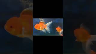 Red cap oranda gold fish😍Janith aquarium walsmulla0762472922viralforyoutrendinggoldfish [upl. by Carilyn96]