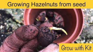 Growing Hazelnut Trees from Seed  Stepbystep guide [upl. by Aihcila]