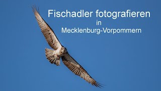 Abenteuer Naturfotografie  Fischadler fotografieren in MecklenburgVorpommern [upl. by Pollitt72]