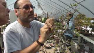 Korean Hornbeam workshop with bonsai master John Romano [upl. by Etterual]