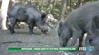 Montesilvano  Cinghiali abbattuti in un parco la protesta del WWF [upl. by Noremac]