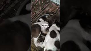 Pitbull puppies mukbang pitbull breed doglover [upl. by Huey]