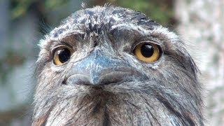 The extraordinary face of Australias Tawny Frogmouth [upl. by Olav879]