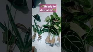 Ready to despatchplants houseplants shortvedio [upl. by Alverta]