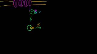 Gs GPCR Adenylate Cyclase [upl. by Wincer]