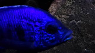 Copadichromis Azureus 20140301 [upl. by Oinotla]