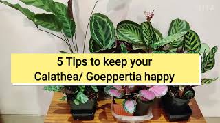 5 Tips to keep your Calathea Goeppertia happy [upl. by Jeremias]