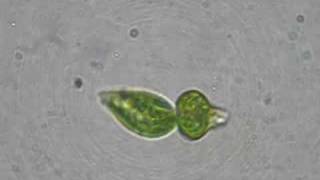 Binary fission Euglena [upl. by Yeldud]