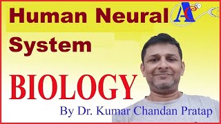 Human Neural System [upl. by Other]