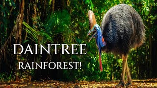 Discover the Amazing Animals of the Daintree Rainforest [upl. by Ardnaet731]