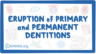 Eruption of primary and permanent dentitions [upl. by Amsab531]