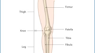 Lower limb practical part1 دخالد البكوش [upl. by Hilbert612]