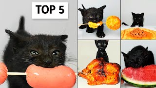 Top 5 Kitten ASMR Eating Compilation [upl. by Jain146]