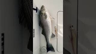 Catching Striped Bass With Soft Plastic Lures Fall Migration [upl. by Naynek]