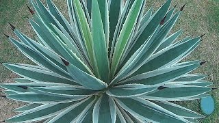 Agave Angustifolia  A thorny spiky dangerous plant [upl. by Allisirp296]