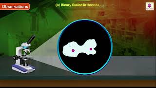 Binary Fission in Amoeba and Budding in Yeast  Biology Experiment  Grade 10 [upl. by Julio]