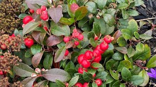 Wintergreen quotGaultheria Procumbensquot  Second Round Of Blooms [upl. by Mingche]