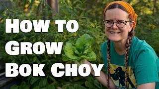 How to Grow Bok Choy Pak Choi or Chinese Cabbage from Seed [upl. by Ingamar]