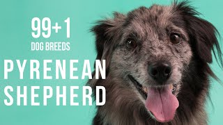 Pyrenean Shepherd  991 Dog Breeds [upl. by Quitt672]