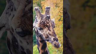 Reticulated Giraffe chewing and gulping Wincent N8oCC nature wildlife giraffe [upl. by Adnotal]