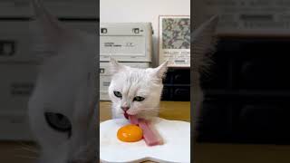 Asmr cat food  asmr asmr cutecatsounds catseating catfood [upl. by Westlund]