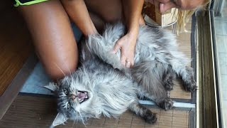 FUNNY CAT MEOW  MAINE COON CAT MEOWS AND GETS A MASSAGE 😻😸😻 SO SWEET LION CAT [upl. by Mcgruter400]